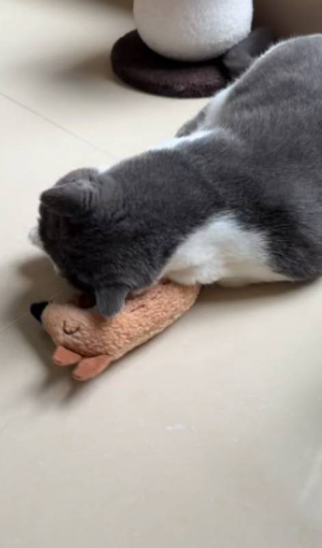 고양이 장난감 캣닢 인형 오리 여우 모양 스트레스 해소 혼자 놀이, 오리, 1개 – 인형/쿠션 리뷰